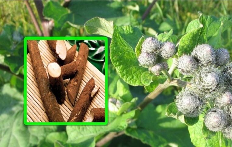 Burdock is highly valued in the treatment of arthrosis of the knee joint using folk remedies.